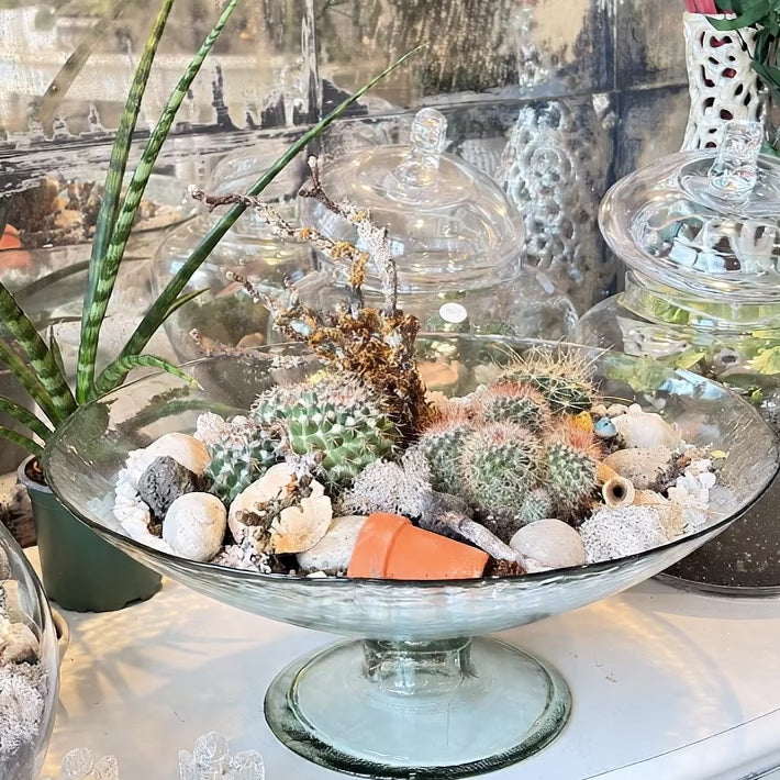 Cacti office garden video inside Burnaby flower shop Adele Rae