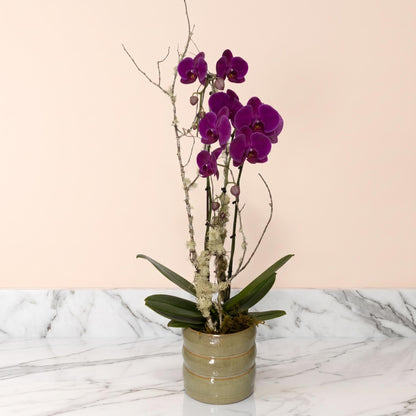 Abonnement Orchidée double-tige standard (SR2017)