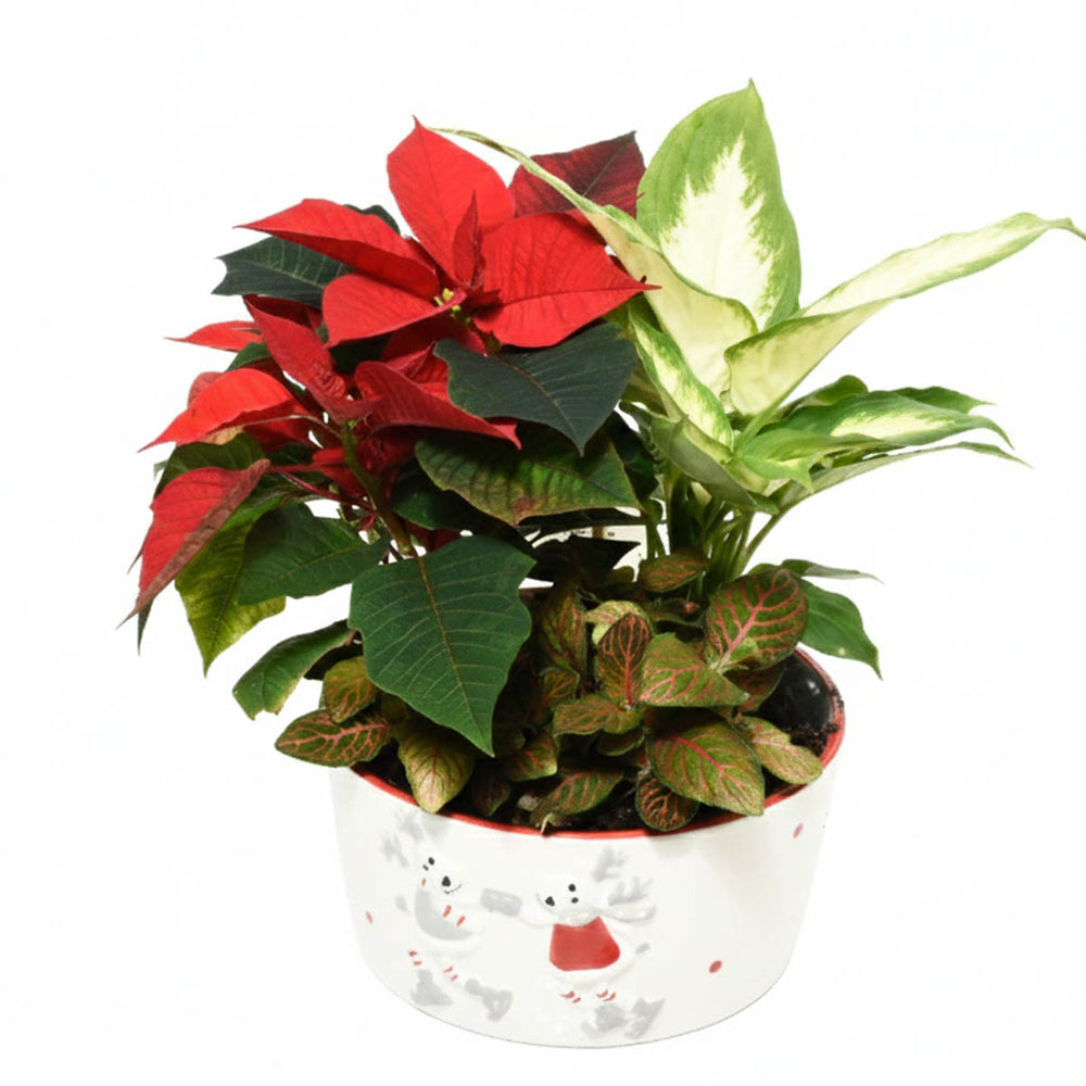 Mom's Favourite Christmas Garden (AR4230)