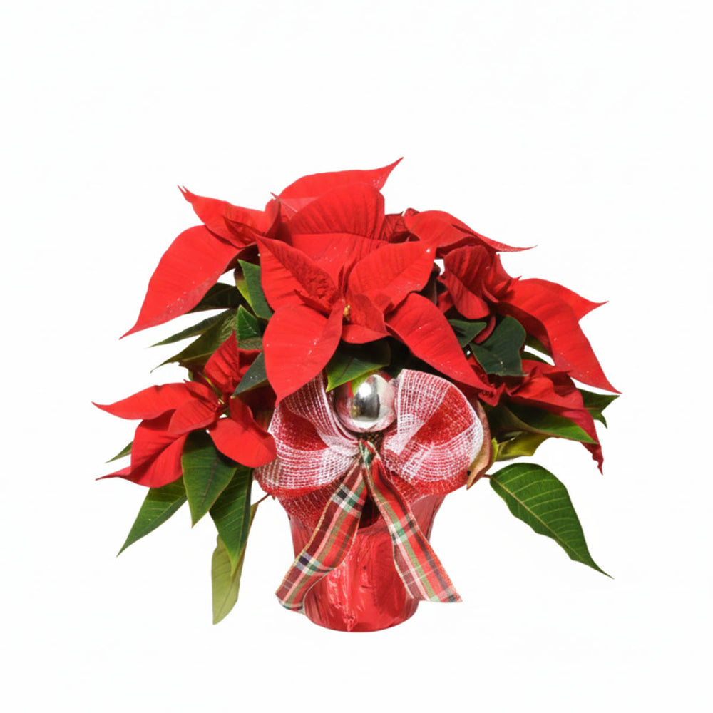 Classic 6 - inch Red Poinsettia