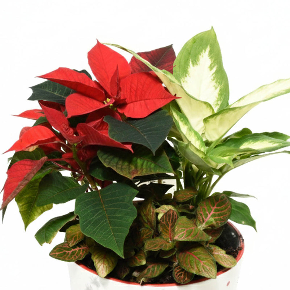 Mom's Favourite Christmas Garden (AR4230)