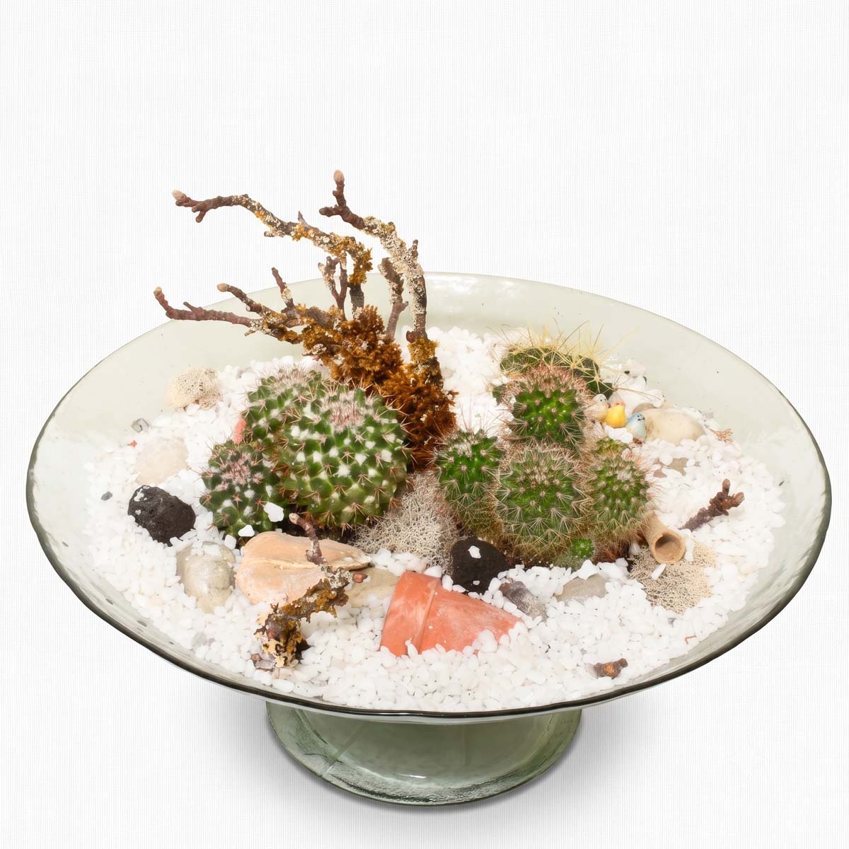 Sahara Cacti Garden (AR2084)