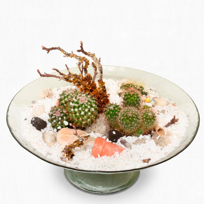 Sahara Cacti Garden (AR2084)
