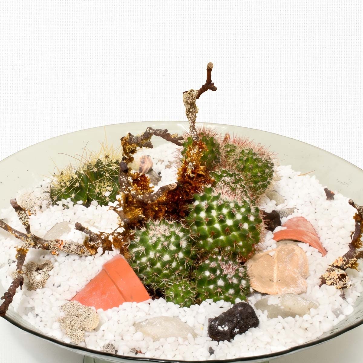 Sahara Cacti Garden (AR2084)