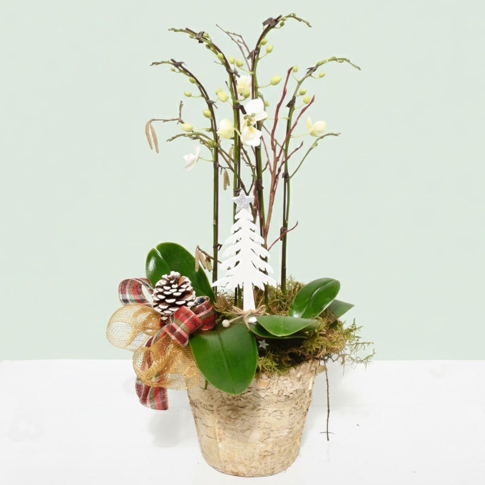 The North Pole Orchid Plant Gift (AR2464)