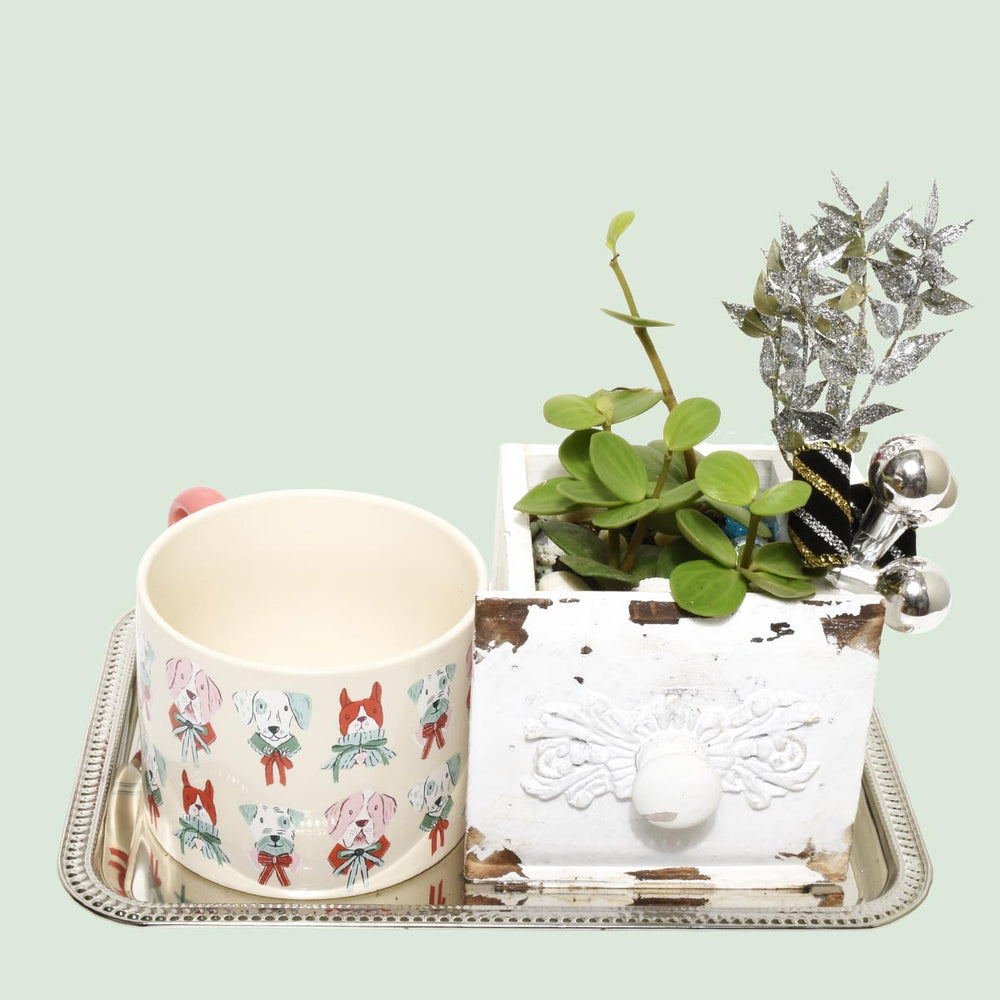 The Christmas Succulent Gift Set (AR4804)