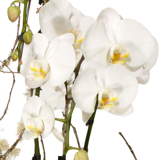 Orchidée Cygne Blanc (AR2023)