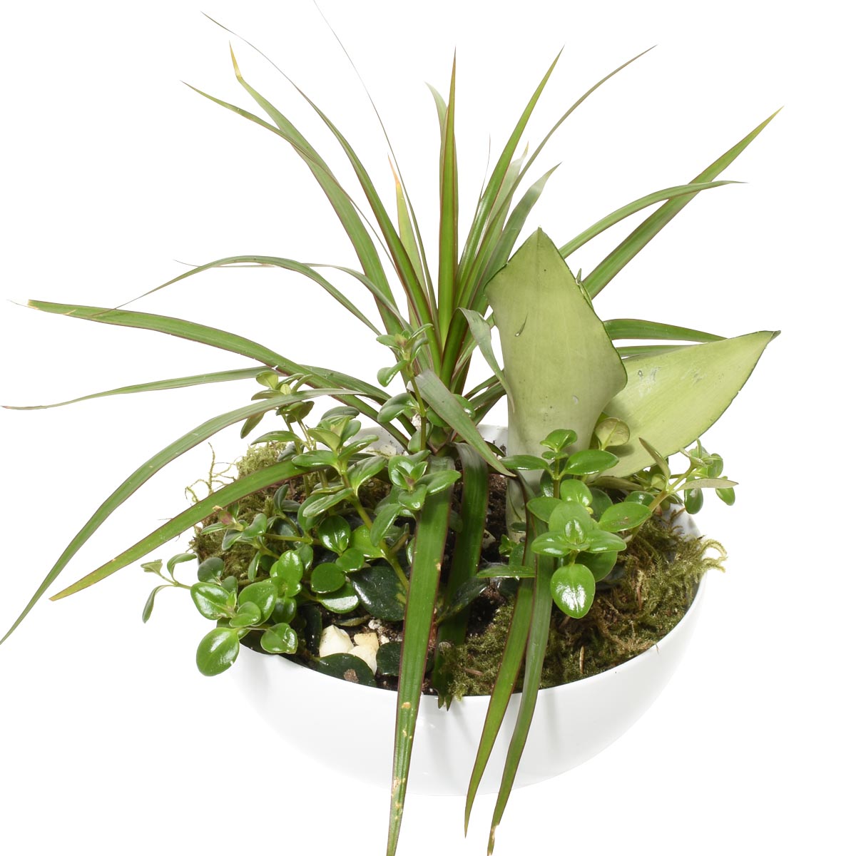 Sonora Gardens (AR2083)