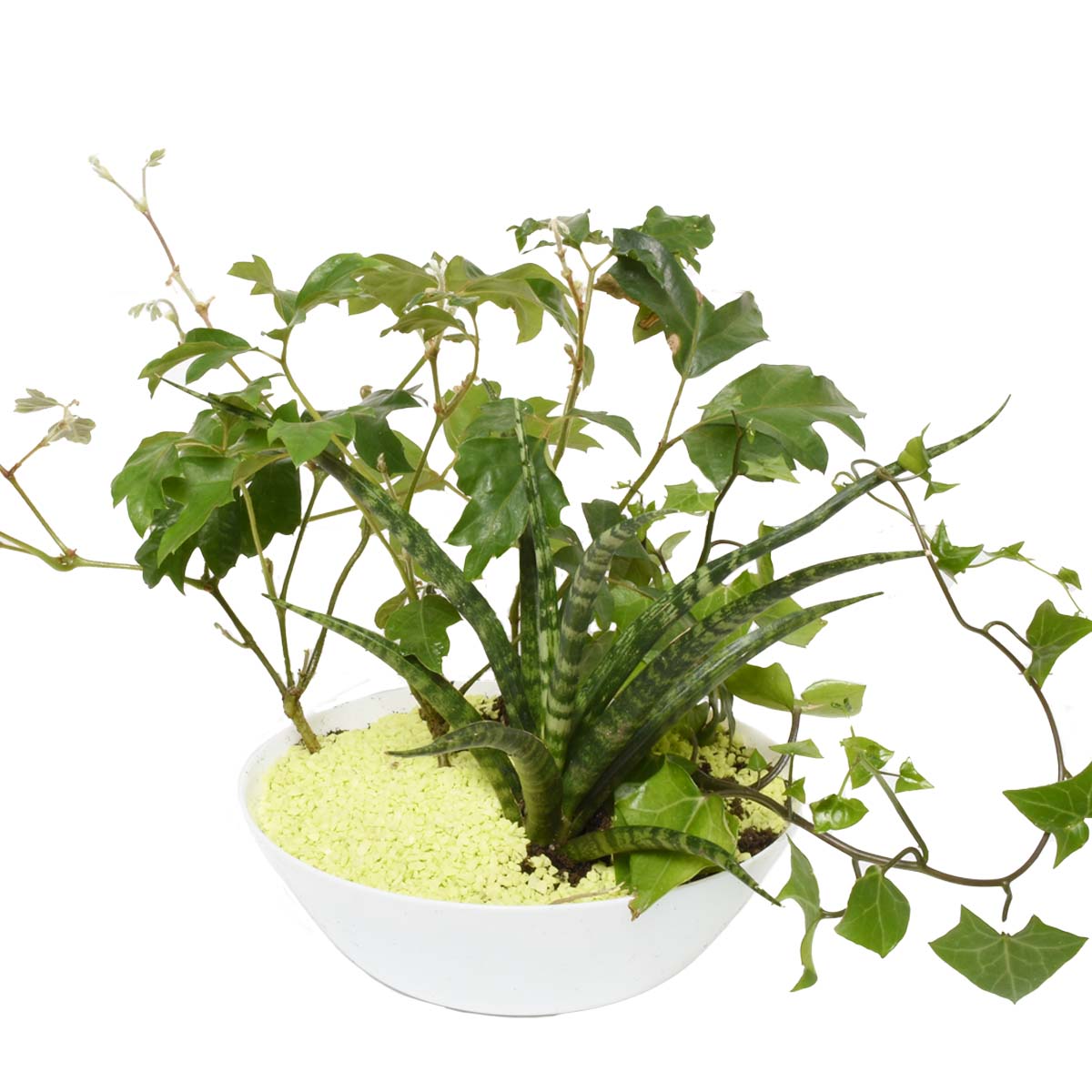 Sonora Gardens (AR2083)