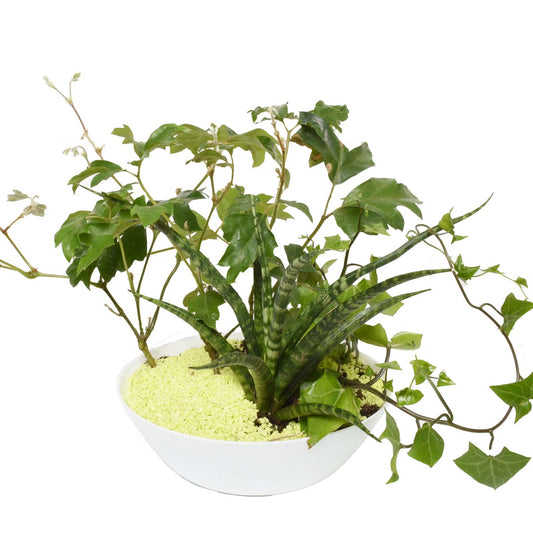 Sonora Gardens (AR2083)