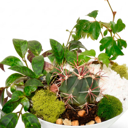 Sonora Gardens (AR2083)