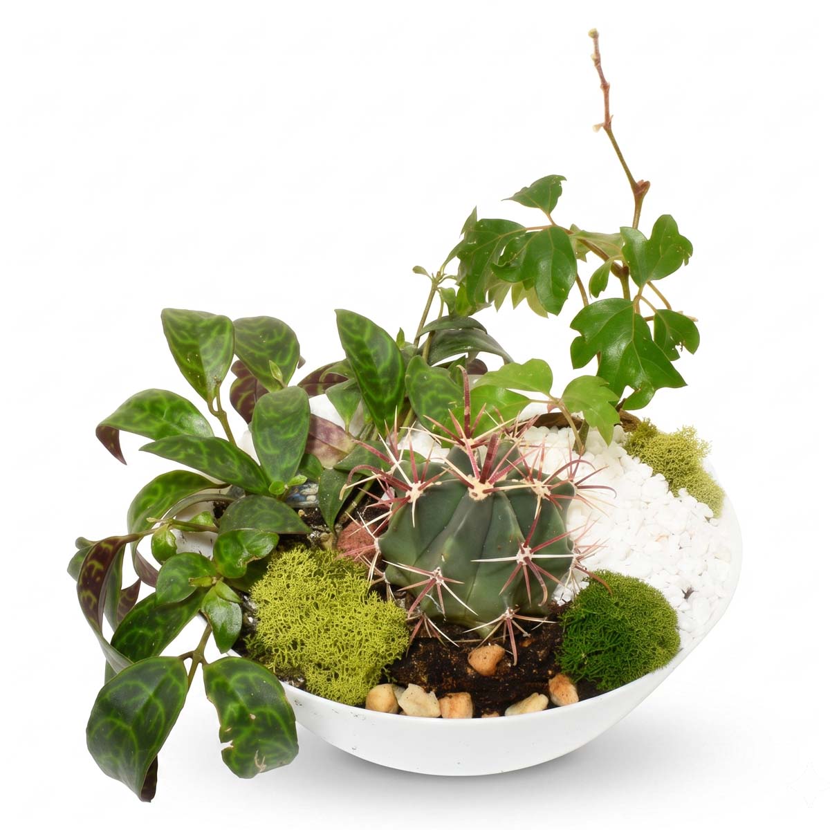 Sonora Gardens (AR2083)