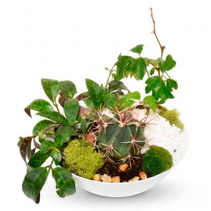 Sonora Gardens (AR2083)