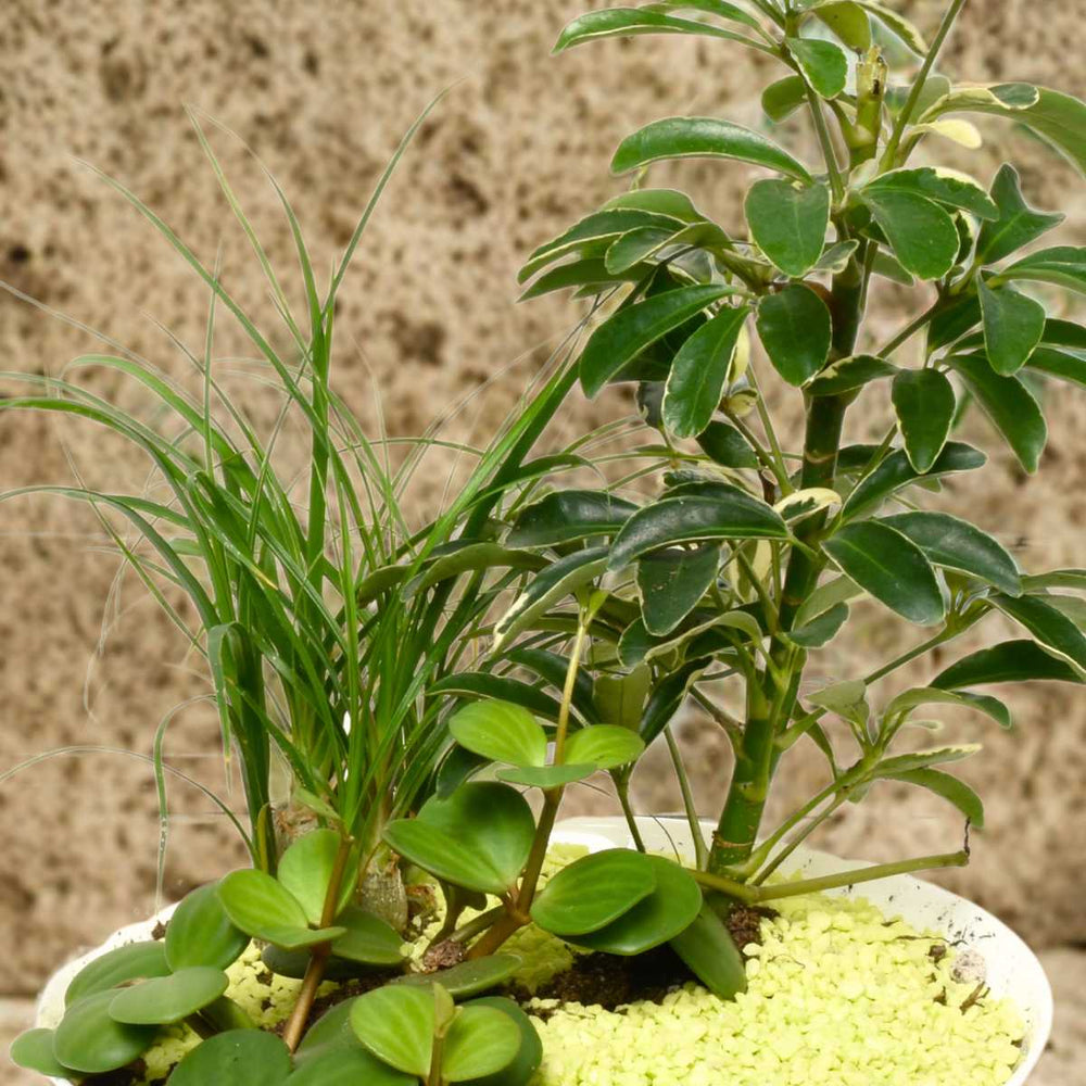 Jardins d'Oaxaca (AR4232)