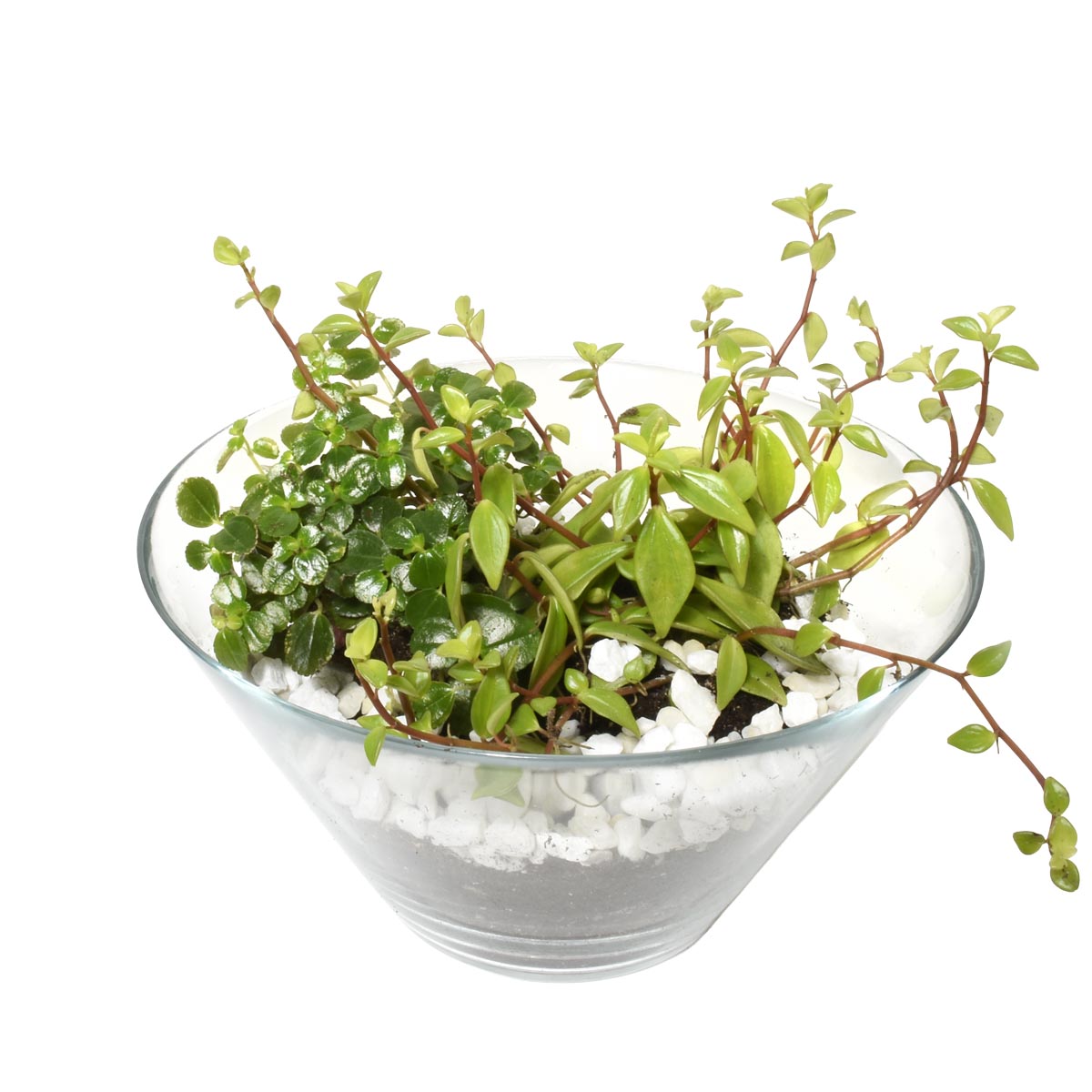 Succulent plant terrarium in a glass bowl.