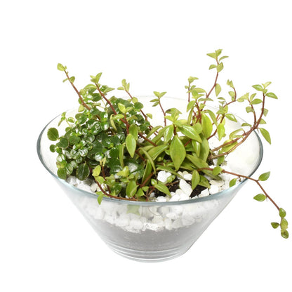 Succulent plant terrarium in a glass bowl.
