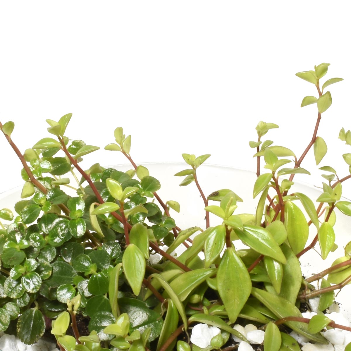 A close-up of a tropical and succulent plant garden in Burnaby BC