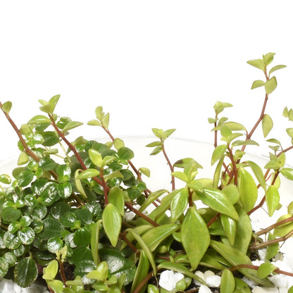 A close-up of a tropical and succulent plant garden in Burnaby BC