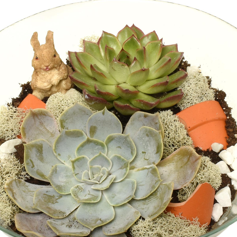 花園多肉植物夢幻玻璃容器（AR2281）
