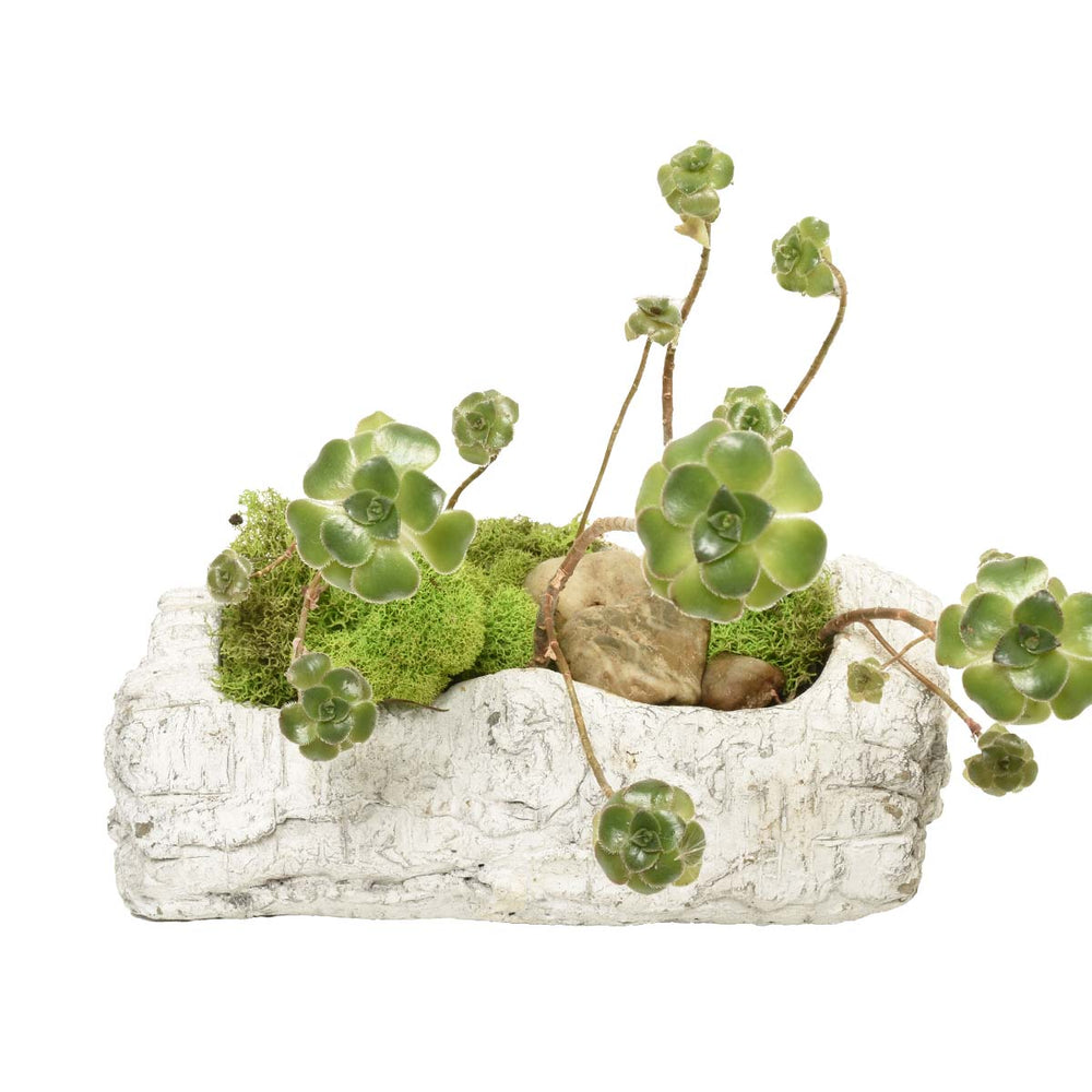 Succulent Plant Garden of Malaga (AR2270)