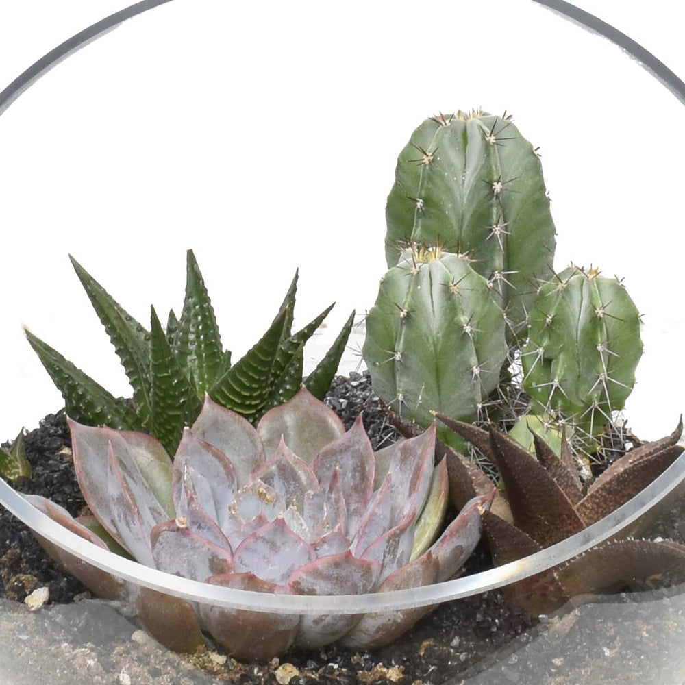 Le terrarium des plantes succulentes (AR2531)