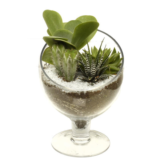 The Succulent Terrarium (AR2531)
