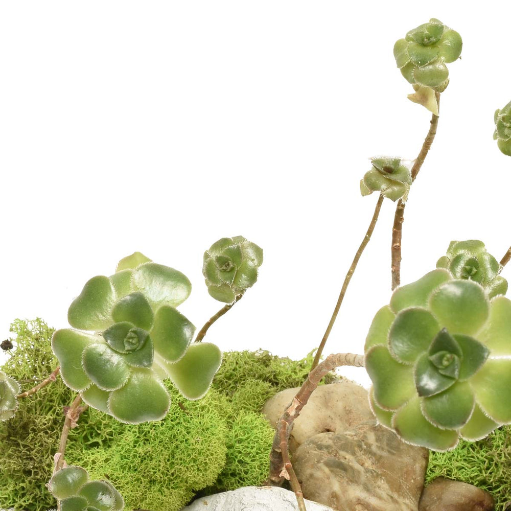 Succulent Plant Garden of Malaga (AR2270)