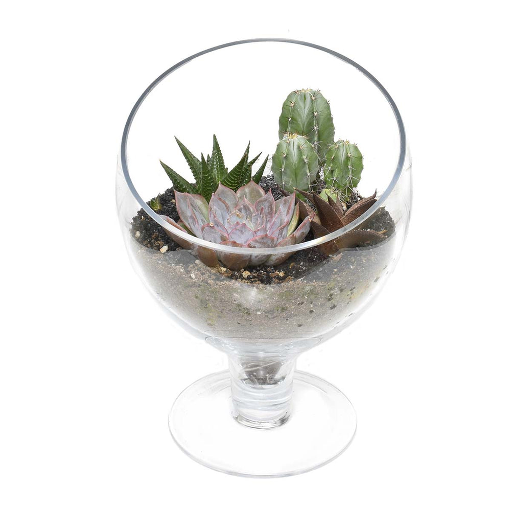 Le terrarium des plantes succulentes (AR2531)