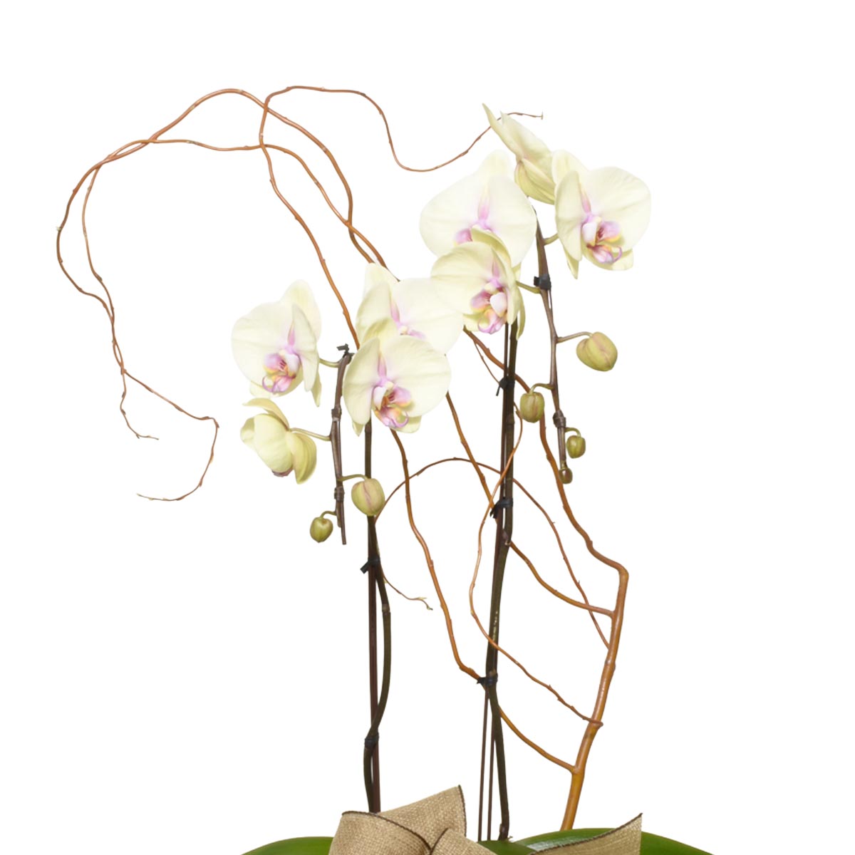 The Yellow Orchid  (AR4113)