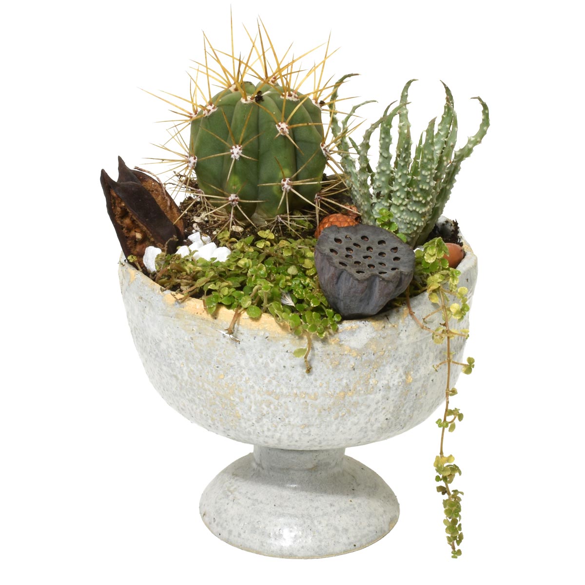 Decorative pot with cactus and succulents on a white background. The pot is handmade ceramic by Burnaby artist Nina Koba