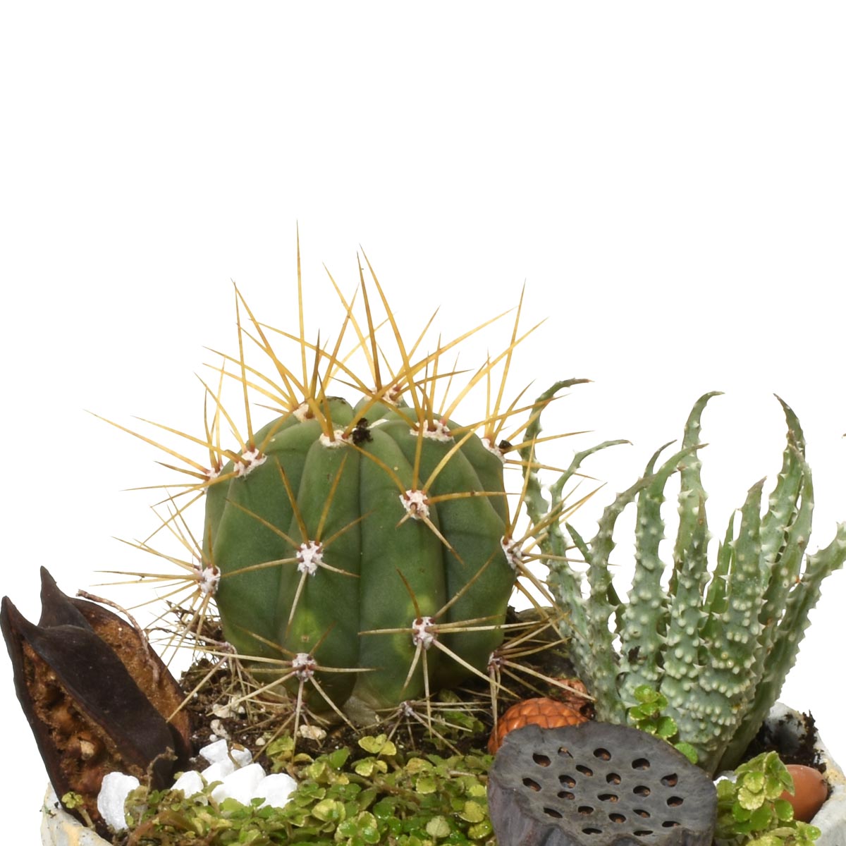 Cactus and succulents in a pot on a white background