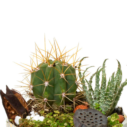 Cactus and succulents in a pot on a white background
