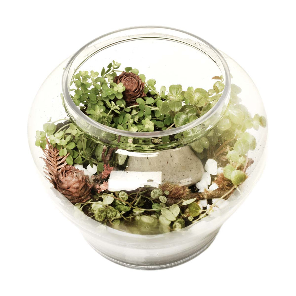 聖米格爾花園 (AR4023)