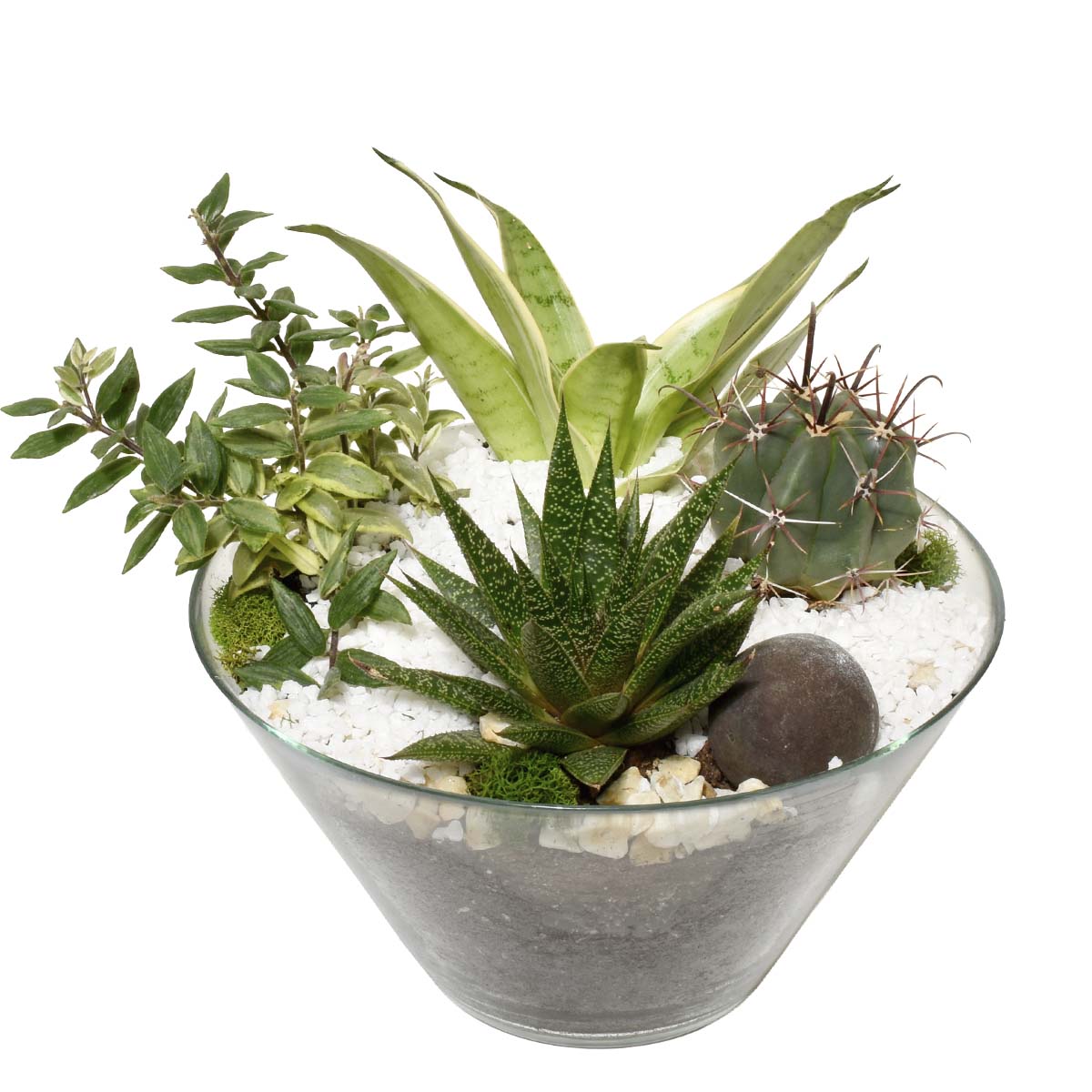 The Cacti Garden (AR4807)