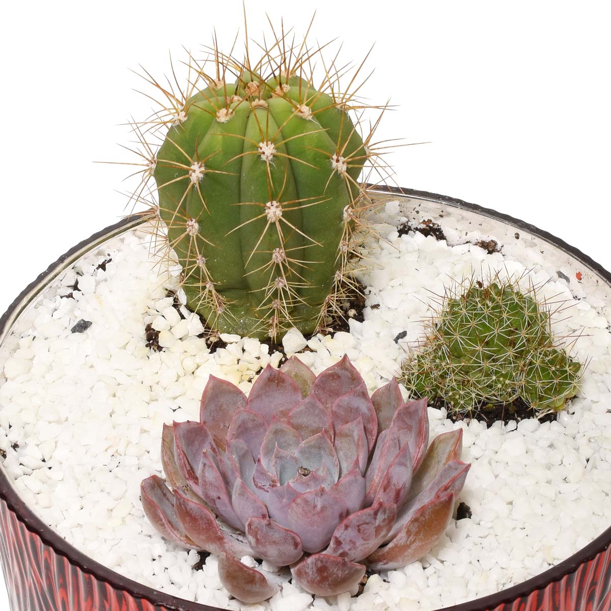 The Cacti Garden (AR4807)