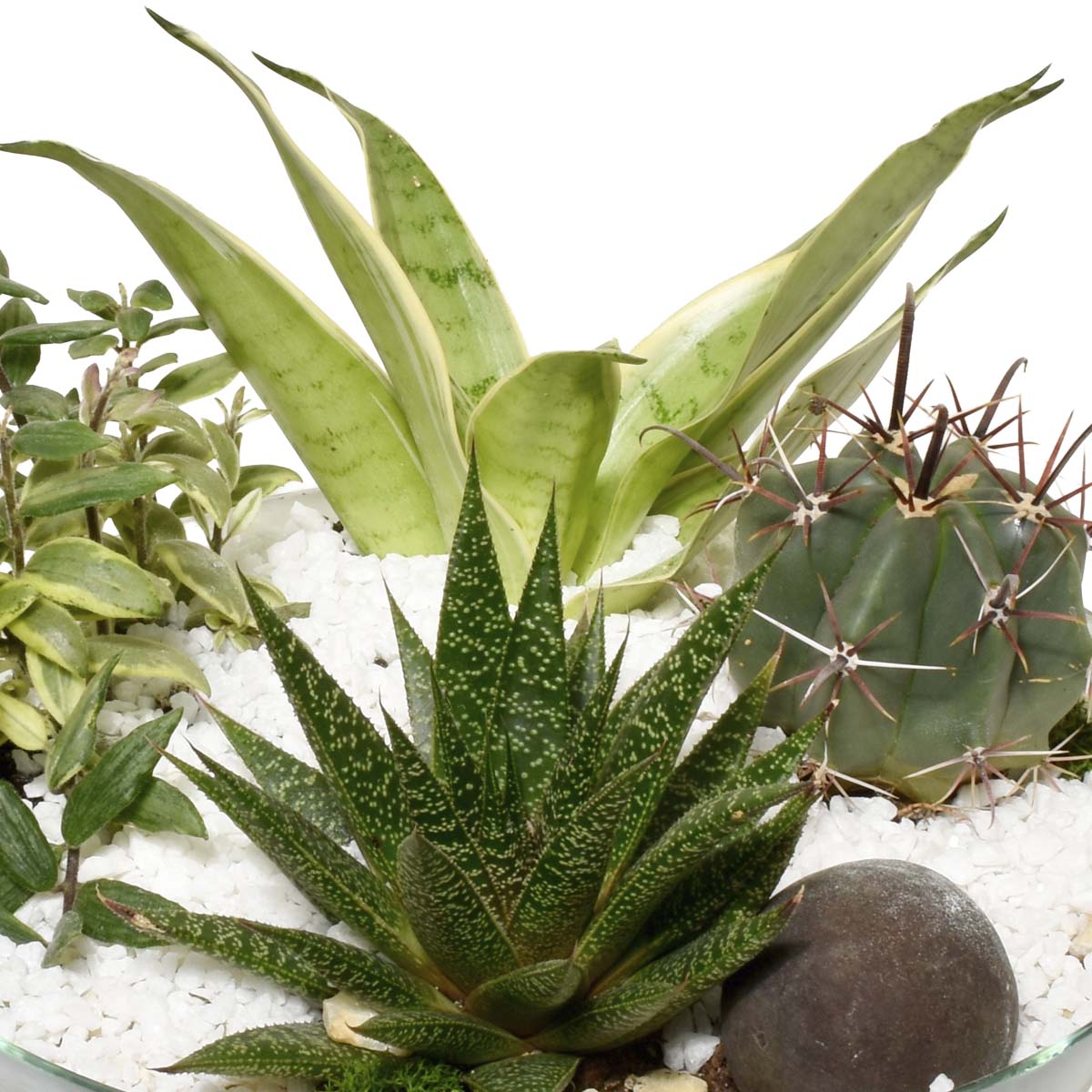 The Cacti Garden (AR4807)