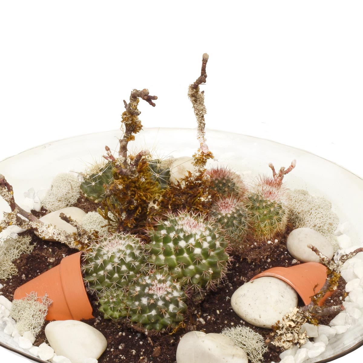 Sahara Cacti Garden (AR2084)