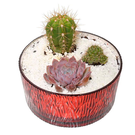 The Cacti Garden (AR4807)