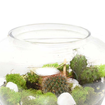The Cacti Terrarium (AR4234)