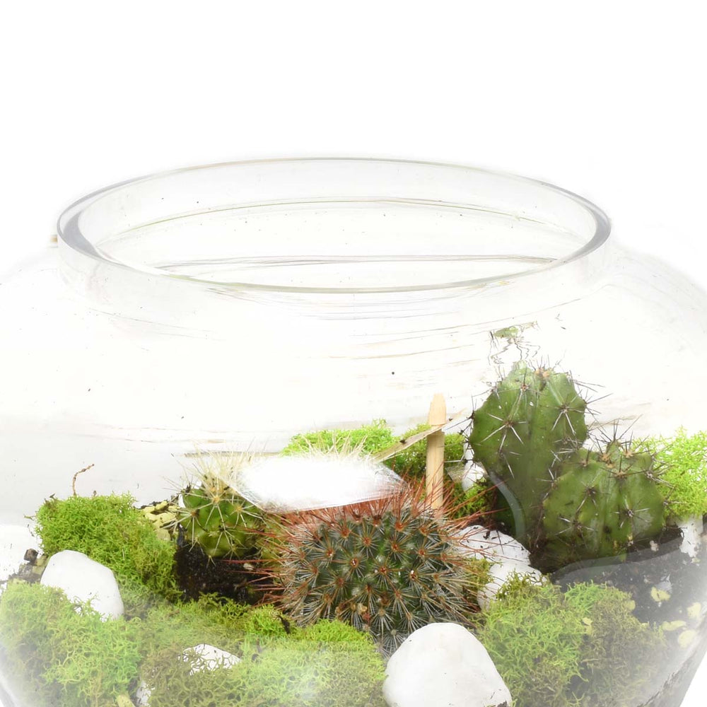 Le terrarium des cactus (AR4234)
