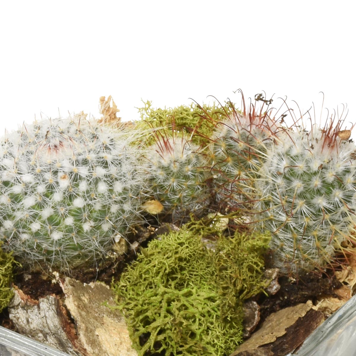 Close-up of a cactus with white spines and green moss on a white background