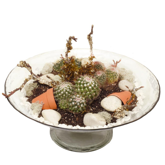 Sahara Cacti Garden (AR2084)