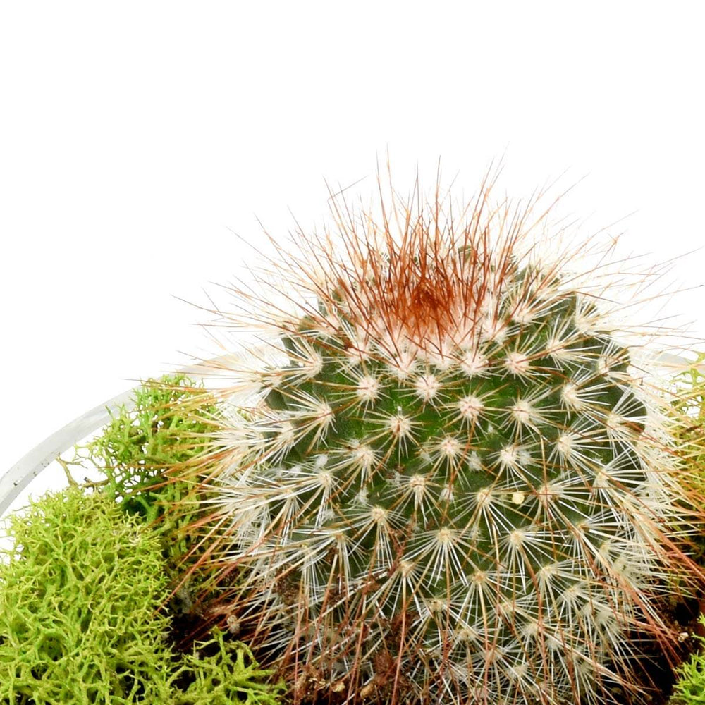 Sahara Cacti Garden (AR2084)