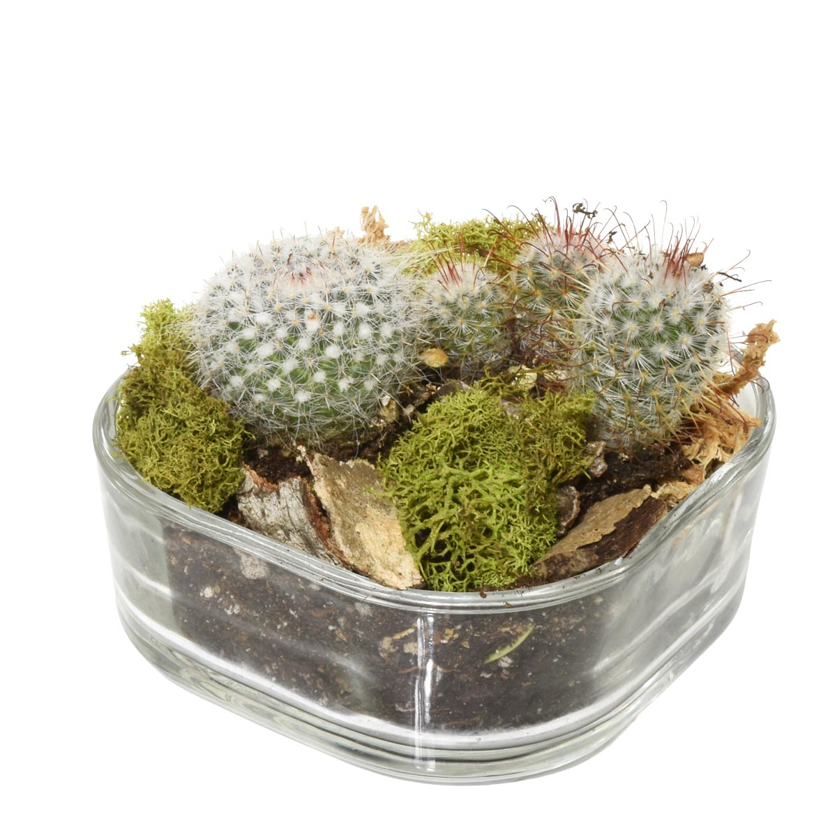 Small glass container with cacti and moss on a white background, ideal gift for dad in Burnaby