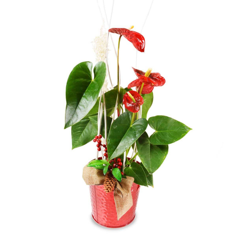 L'Anthurium rouge (AR2061)