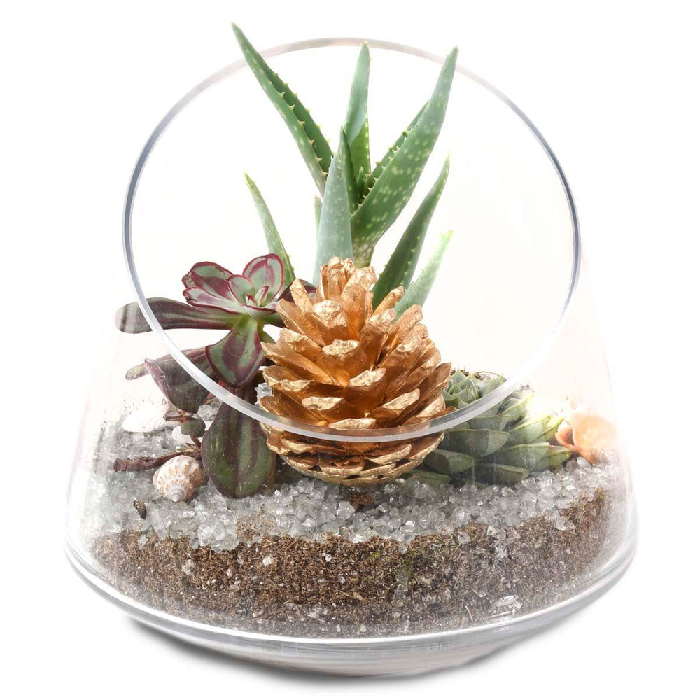 The Christmas Terrarium (AR2530)