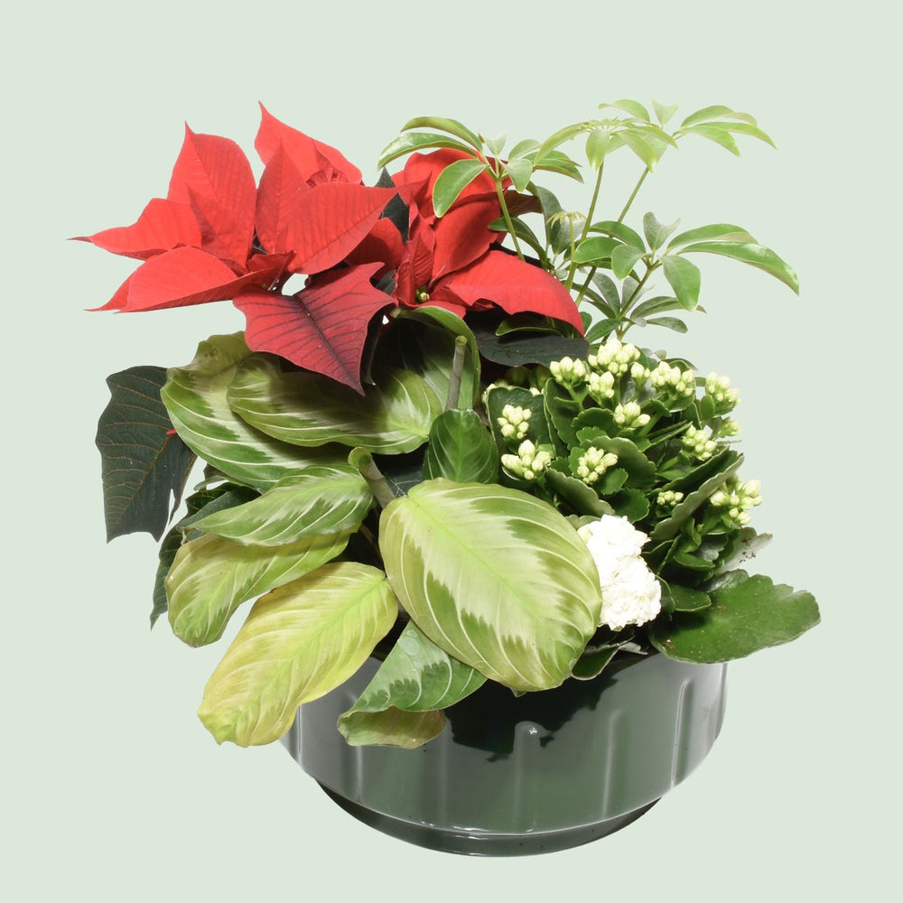 Bora Bora Christmas Plant Garden (AR2501)