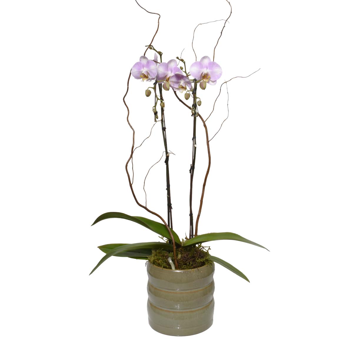 Lavender Double-Stem Orchid (AR2752)