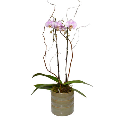 Lavender Double-Stem Orchid (AR2752)