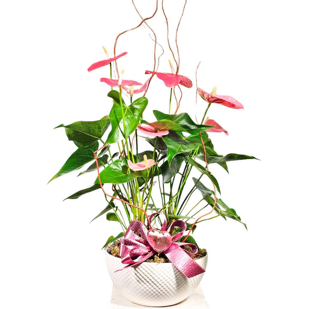 The Pink Anthurium Arrangement (AR4820)